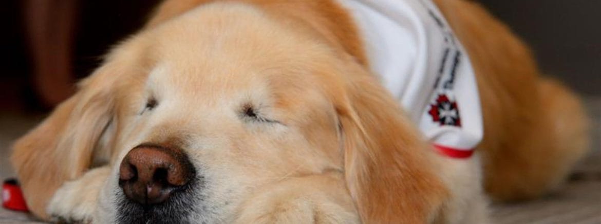 St John Ambulance in Canada provide a therapy Dog service 